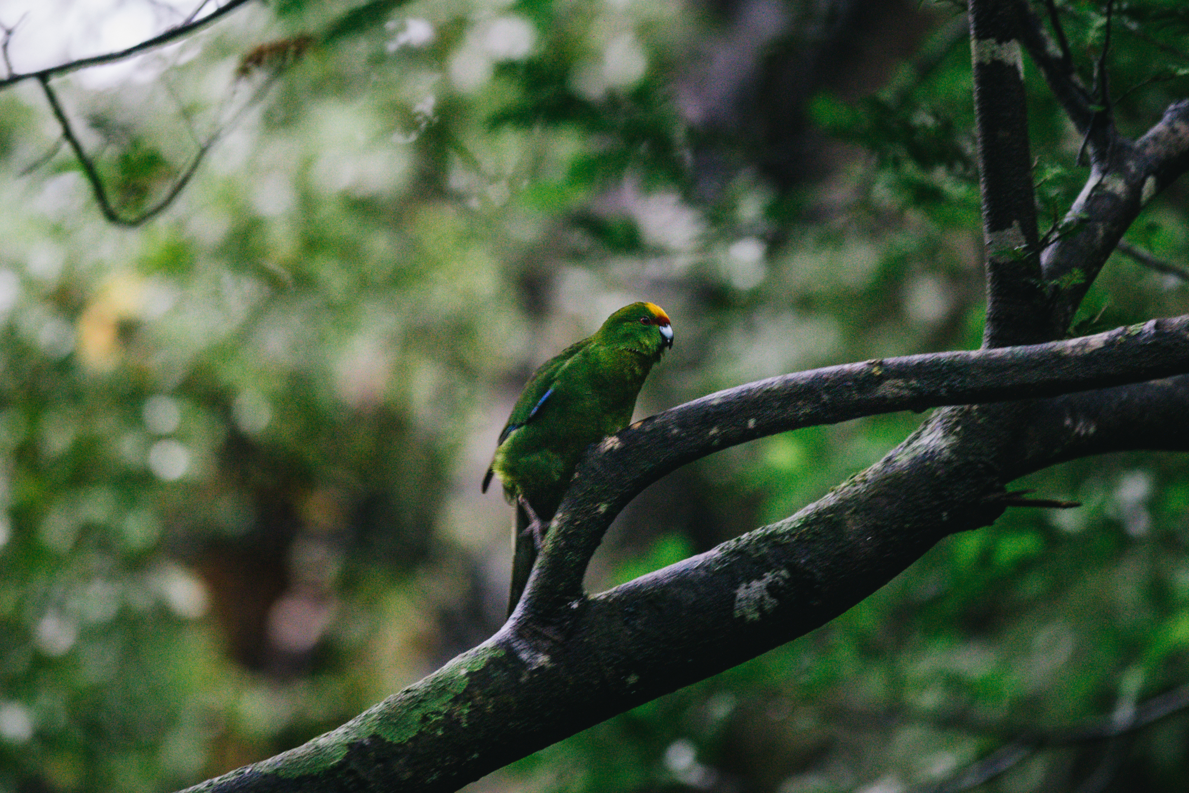 Close up of a parakeet sitting on a branch surrounded by bright green nature. 