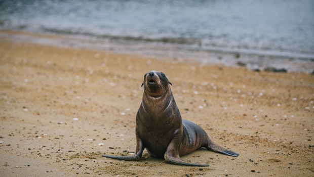 A seal stands on the beach on Stewart Island.