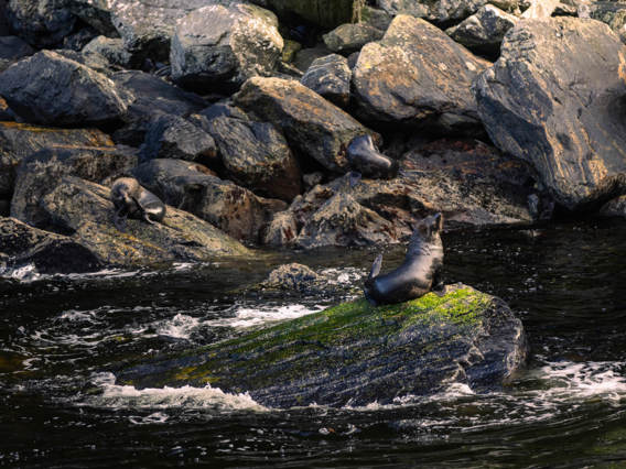 A seal basks on an elevated rock in Milford Sound.