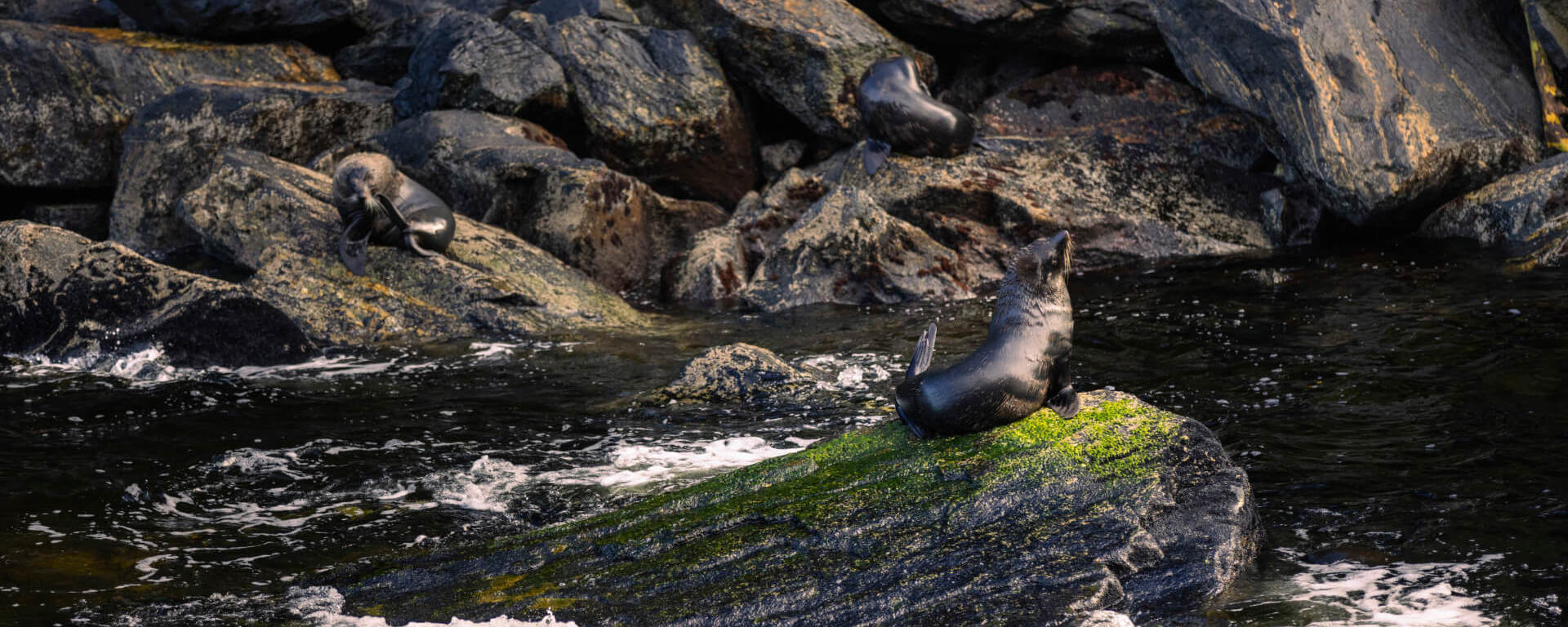 A seal basks on an elevated rock in Milford Sound.