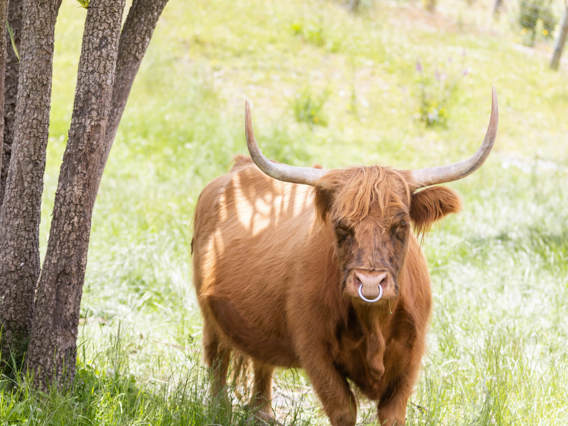 A highland cow with large horns faces towards a group of people on a Walter Peak Farm Tour.