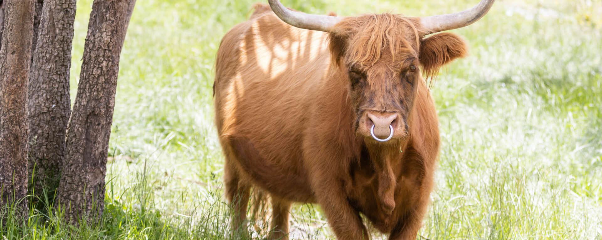 A highland cow with large horns faces towards a group of people on a Walter Peak Farm Tour.