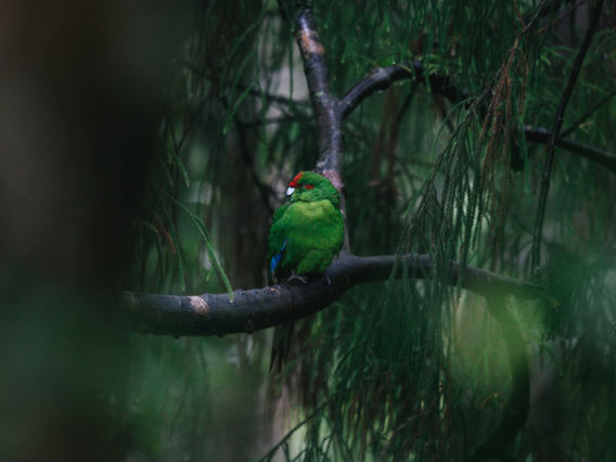 Green Kākāriki parrot perched on a branch in a dense, misty forest, surrounded by soft green foliage and dappled natural light filtering through trees.