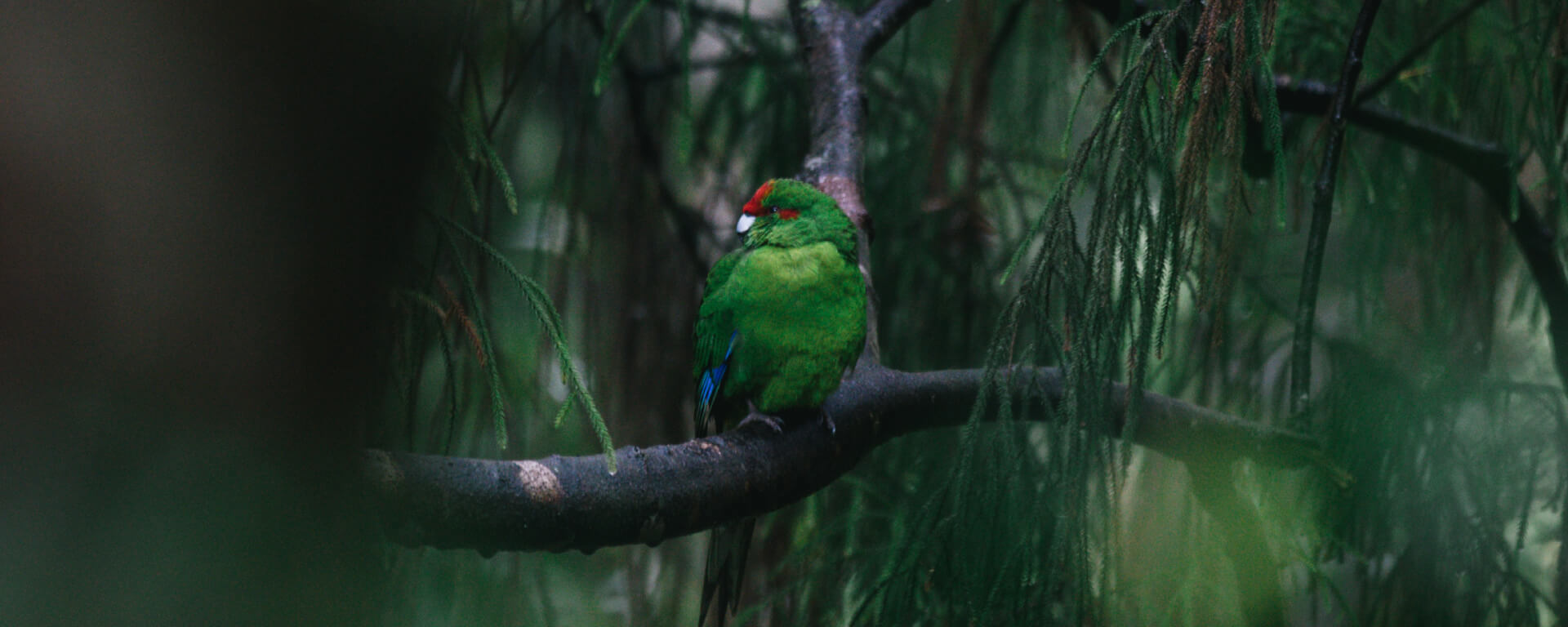 Green Kākāriki parrot perched on a branch in a dense, misty forest, surrounded by soft green foliage and dappled natural light filtering through trees.