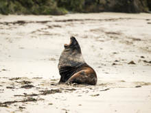 A sea lion opens its mouth wide as it yawns on a secluded beach on Stewart Island.