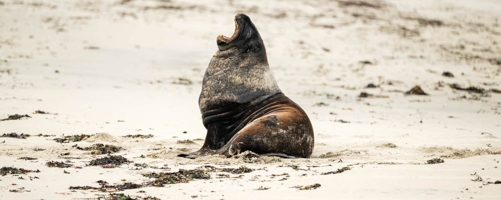 A sea lion opens its mouth wide as it yawns on a secluded beach on Stewart Island.