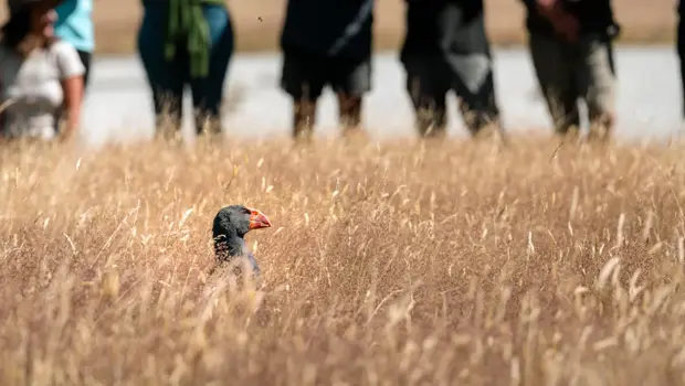 A takahē with blue feathers and a red beak stands in tall grass in Rees Valley, while a group of people watches its release in the background.